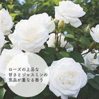 ボディオイル / ハーブオイル ローズ・ジャスミン 120ml
